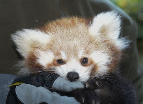 Cuddly Red Panda Hangs Out Picture | The cutest animals roundup - ABC News