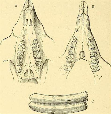 Image from page 92 of "A guide to the fossil mammals and b… | Flickr