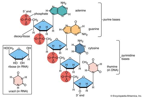 DNA | Definition, Discovery, Function, Bases, Facts, & Structure ...