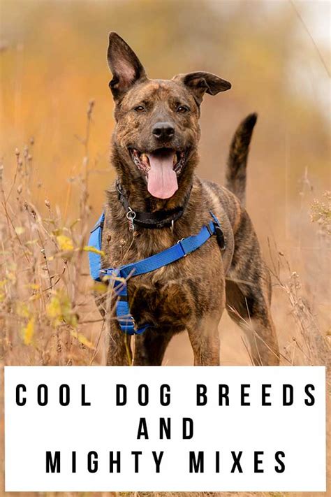 Cool Dog Breeds - Discover Ten of the Coolest Breeds of Dog