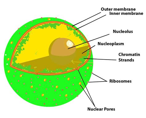 Nuclear Pore