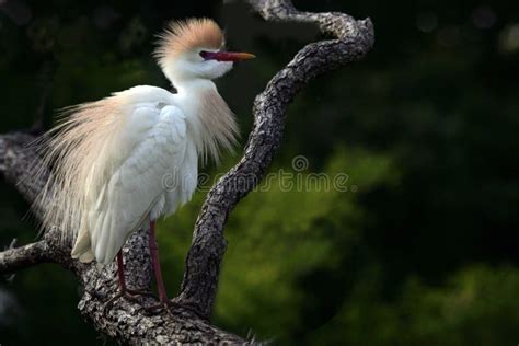 Cattle Egret in Breeding Plumage Stock Image - Image of pastures ...