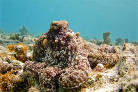 Octopus Camouflage Uncovered: The Science Behind Their Smart Skin ...