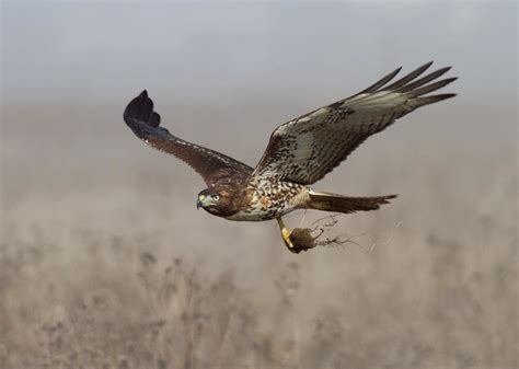 Red-tailed Hawk Hunting On The Mist | Bluff Top Coastal Park… | Flickr