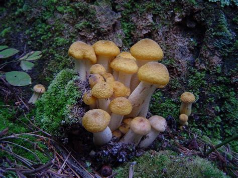 Armillaria mellea at Indiana Mushrooms