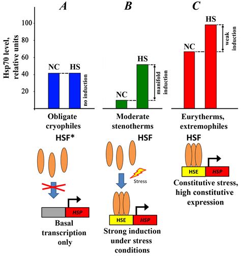 The Role of Hsp70 in Adaptation to Adverse Conditions and Its Possible ...