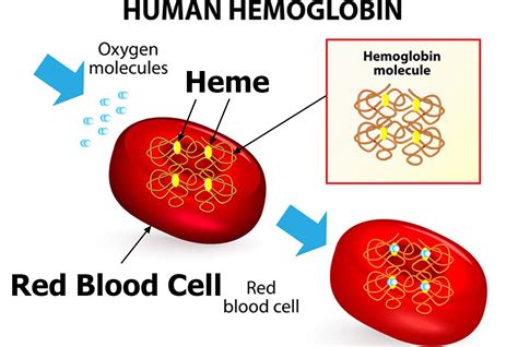 Cooley's anemia, causes, symptoms, diagnosis, treatment & prognosis