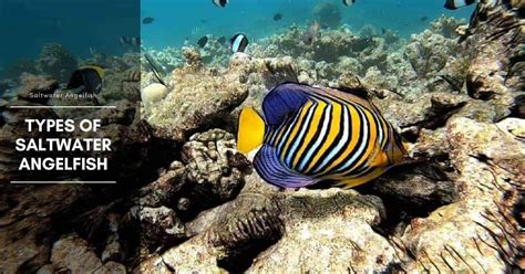 7 Types of Saltwater Angelfish (Pomacanthidae Family)