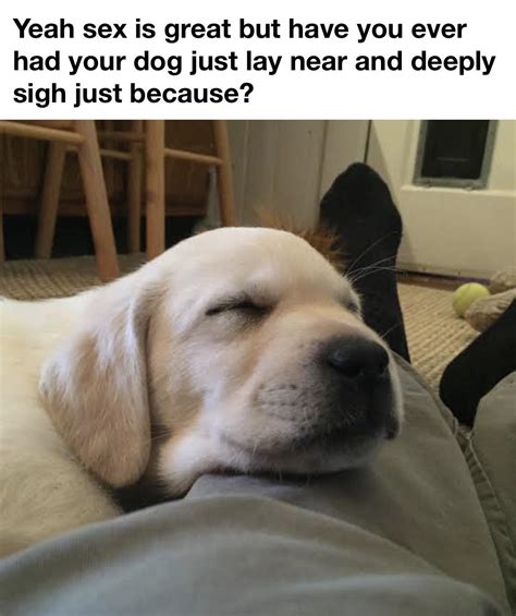 We don’t deserve dogs. : r/memes