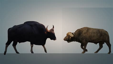 Gaur vs. Cape Buffalo Comparison: Who Would Win? – Animal Facts Blog