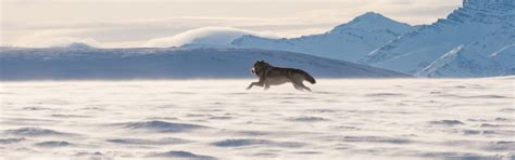 Wolf Hunts - Canadian High Arctic Adventures