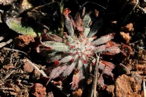 Australian Carnivorous Plants - Droseraceae