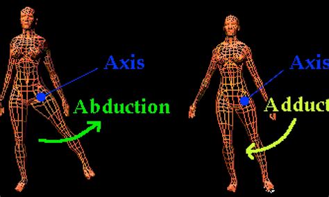 Abduction vs. Adduction Movement - Importance, Exercise