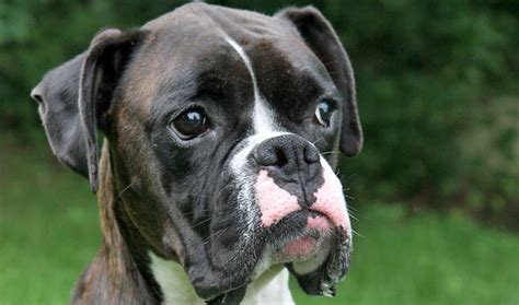 Boxer Dog Breed Information - Vetstreet | Vetstreet