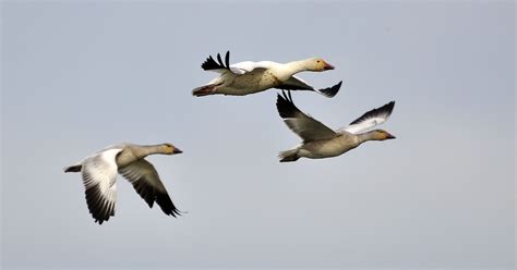 Early geese migration might mean early spring