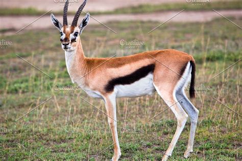 Topi antelope on african savanna featuring africa, tanzania, and ...