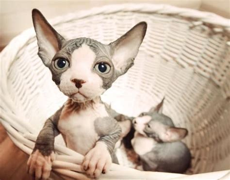 Sphynx Cat Breed Information and Facts with Pictures