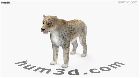 360 view of Homotherium 3D model - Hum3D store