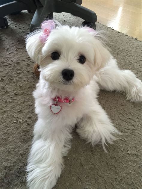 Beautiful Maltese. | Maltese dogs, Maltese puppy, Dog haircuts