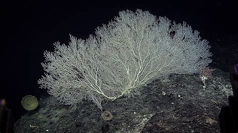 Discovering Deep Sea Corals of the Phoenix Islands - Schmidt Ocean ...