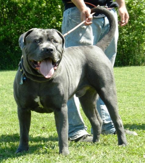 American Bandogge Mastiff ( Bulldog Mastiff Cross) Info, Temperament ...