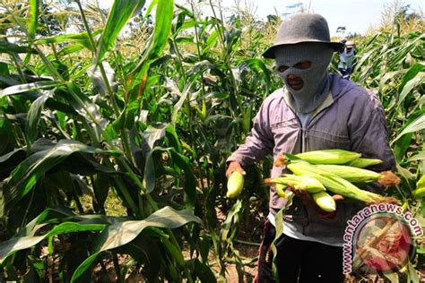 Kemendes mendukung program unggulan desa tanam jagung - ANTARA News