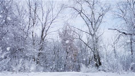 Winter Wonderland: Serene Snowfall In Stock Footage SBV-320914531 ...