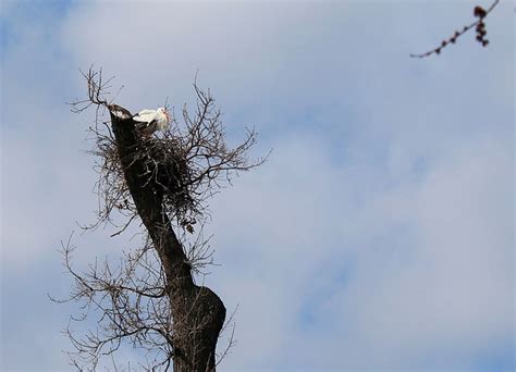 Stork Nest Nesting - Free photo on Pixabay