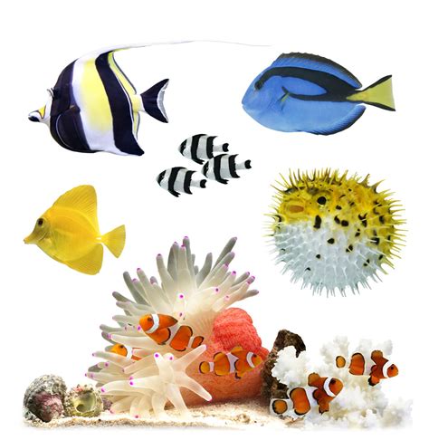 Ten facts about coral reef fish | DK Find Out!