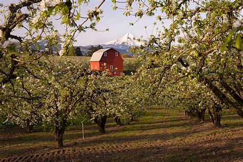 Hood River Fruit Loop - Travel Oregon