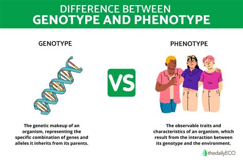 6 Differences Between Genotype and Phenotype - Summary and Examples