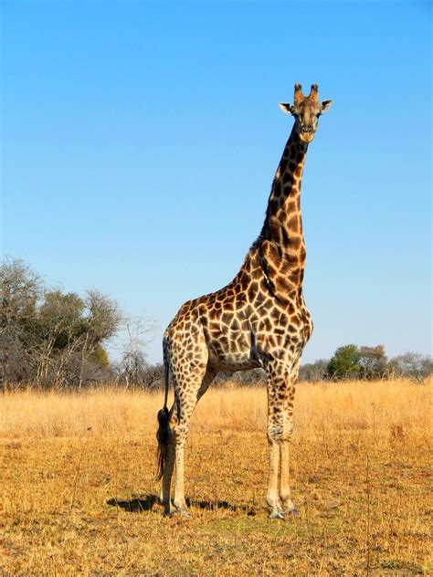 10 interesting facts about giraffes Fun Facts About Giraffes, Giraffe ...