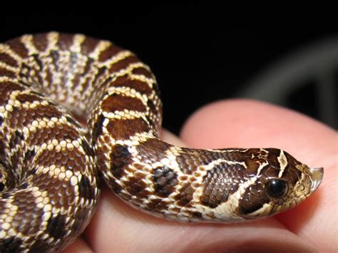 Hog nosed snake, found in Virginia, Diurnal, Eats mainly toads, but ...