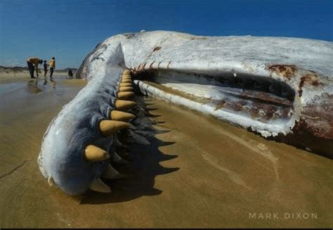 Moby Dick - The Sperm Whales array of teeth. The largest toothed ...