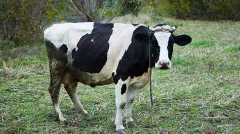 Do Female Dairy Cows Have Horns? | All You Need to Know! - Farm and Chill