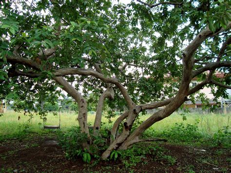 Man lives in guava tree until his wife comes to apologize http://www ...