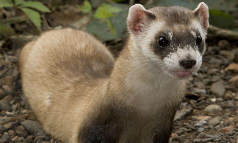 Black-footed ferret | Smithsonian's National Zoo and Conservation ...