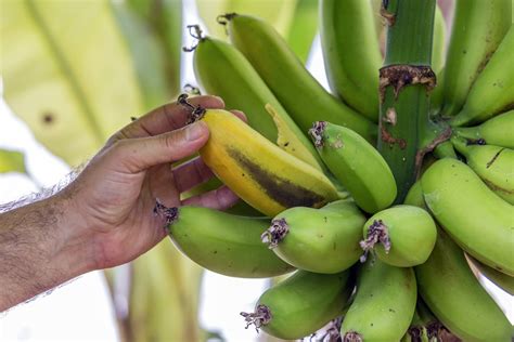 Banana Tree Dying After Bearing Fruit – Do Banana Trees Die After Harvest