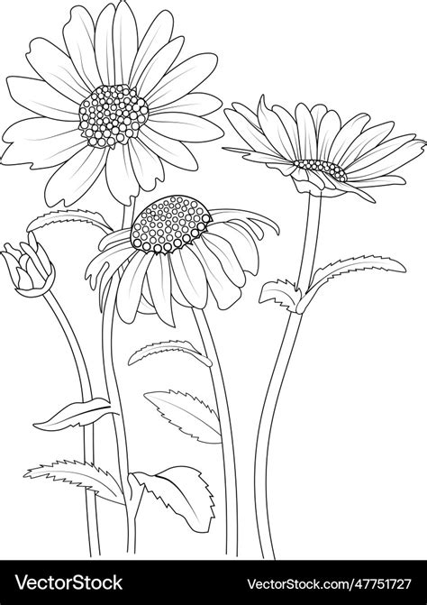 Outline simple daisy drawing Royalty Free Vector Image