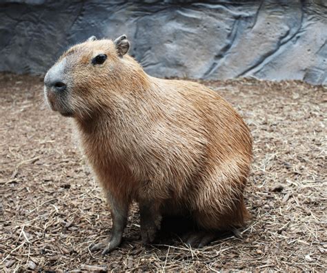 Capybara? Capybara! | Shroud of the Avatar Forum