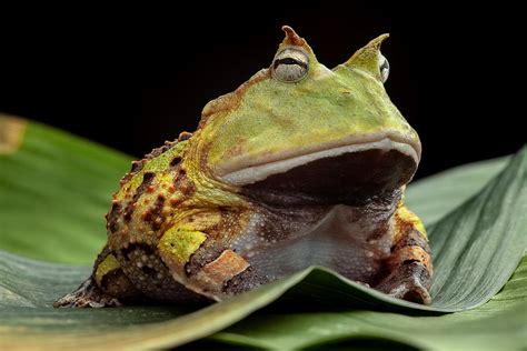 Pacman Frog Photograph by Dirk Ercken