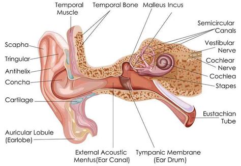 BPPV Causes: What Are They? - Vertigo Detective