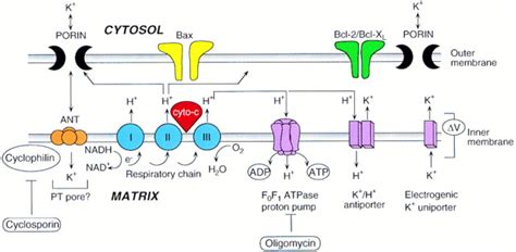 Cytochrome c: Can't Live with It—Can't Live without It: Cell