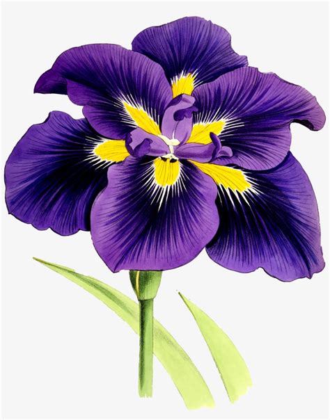 Big Image - Iris Flower Clip Art Free PNG Image | Transparent PNG Free ...