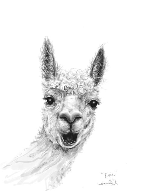 #Como #Evie #Find #Llamas #llamasartcom #Meet #project Meet Evie! Find ...