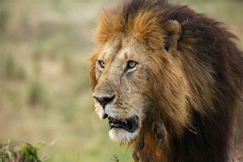 Lion kings: 13 stunning photos of Kenya's magnificent wildlife | Wanderlust