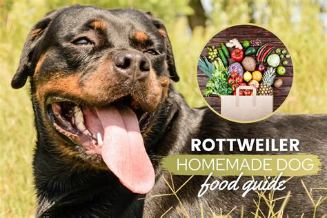 What Is Best Dog Food For My Rottweiler Puppy