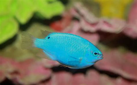 Blue Devil Damselfish Care & Facts (Chrysiptera cyan)