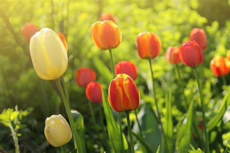 tulips, Flowers, Spring, Garden Wallpapers HD / Desktop and Mobile ...