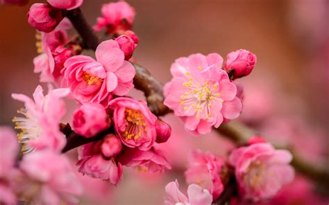 Plum Blossoms at Bairin Park in Gifu - GaijinPot